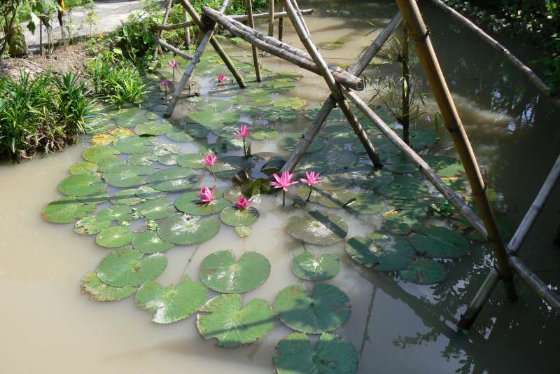 22 Ponte delle Scimmie Kaka